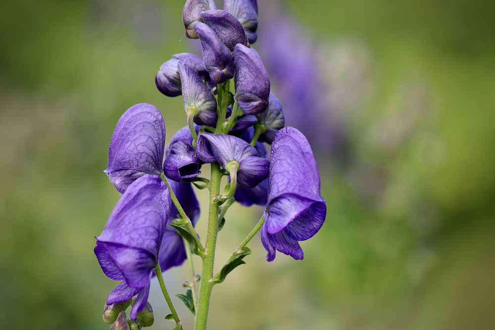 BlauerEisenhut_Aconitum