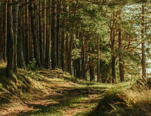Meditation – der sanfte Einstieg