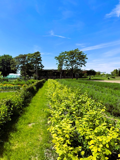 Terra Fläche1